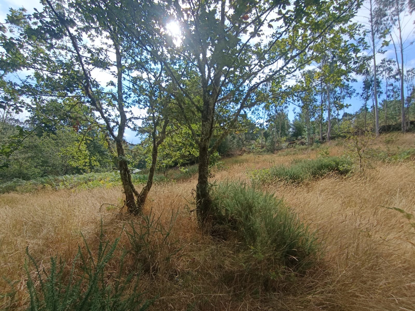 Suelo en venta, A Ponte Borela, Pontevedra, Pontevedra