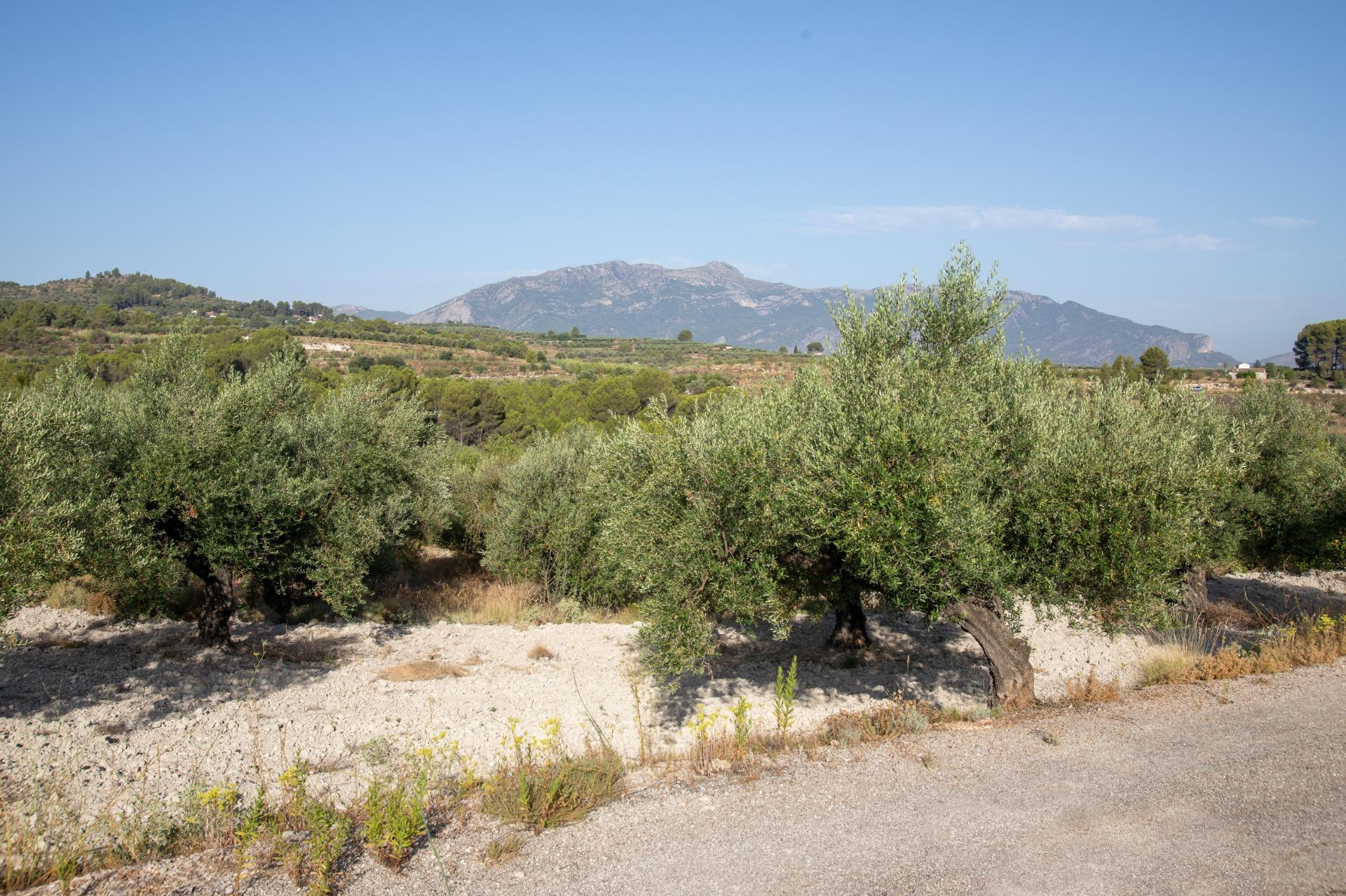 Suelo en venta, Centre - La Seu, Palma de Mallorca, Baleares/Islas Baleares