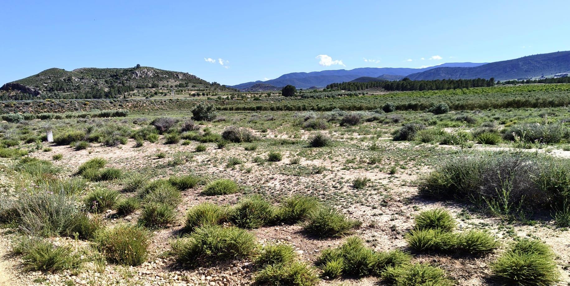 Suelo en venta, Villena, Alicante/Alacant, Alicante/Alacant