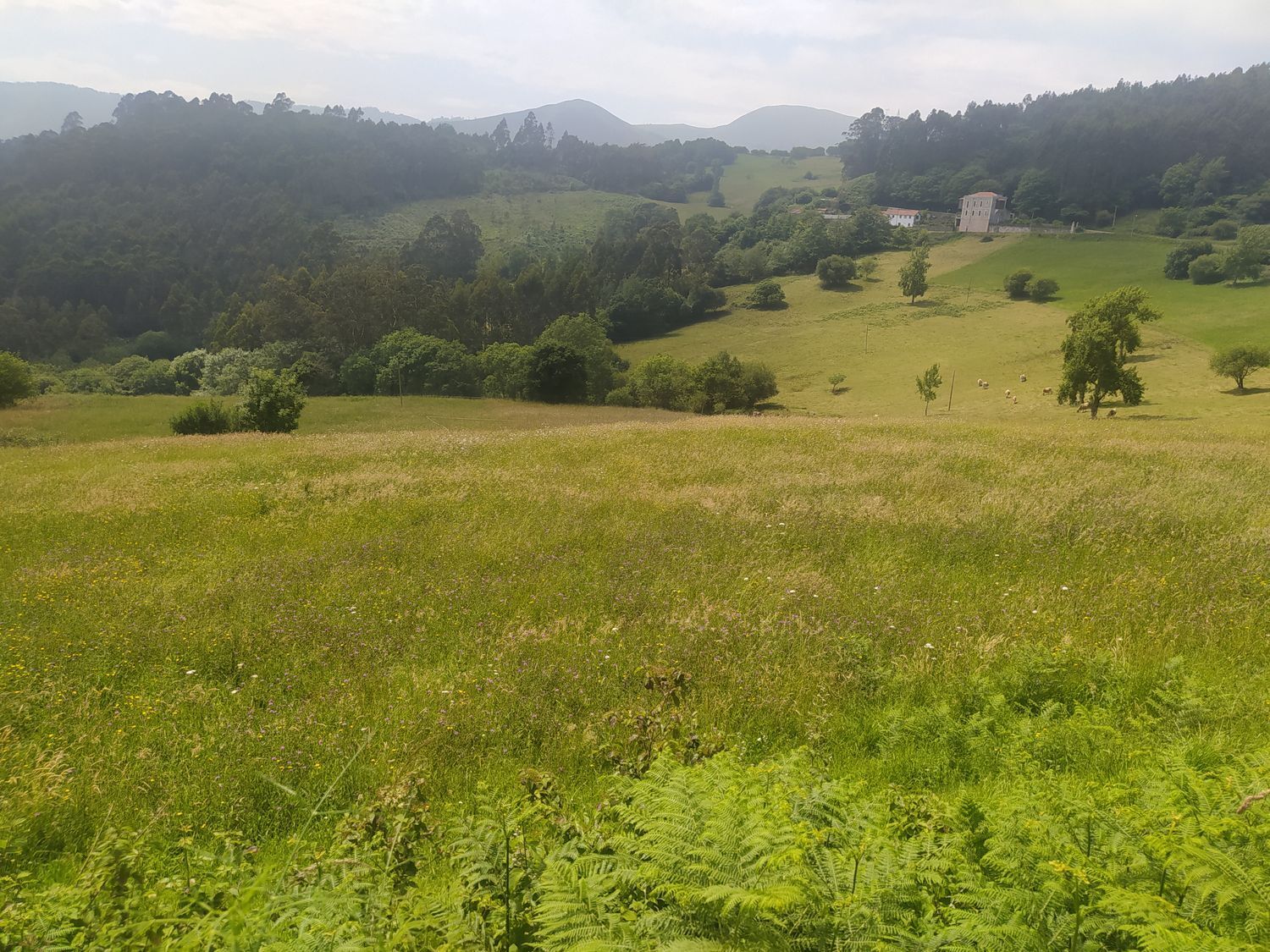 Suelo en venta, Callezuela, Asturias, Asturias
